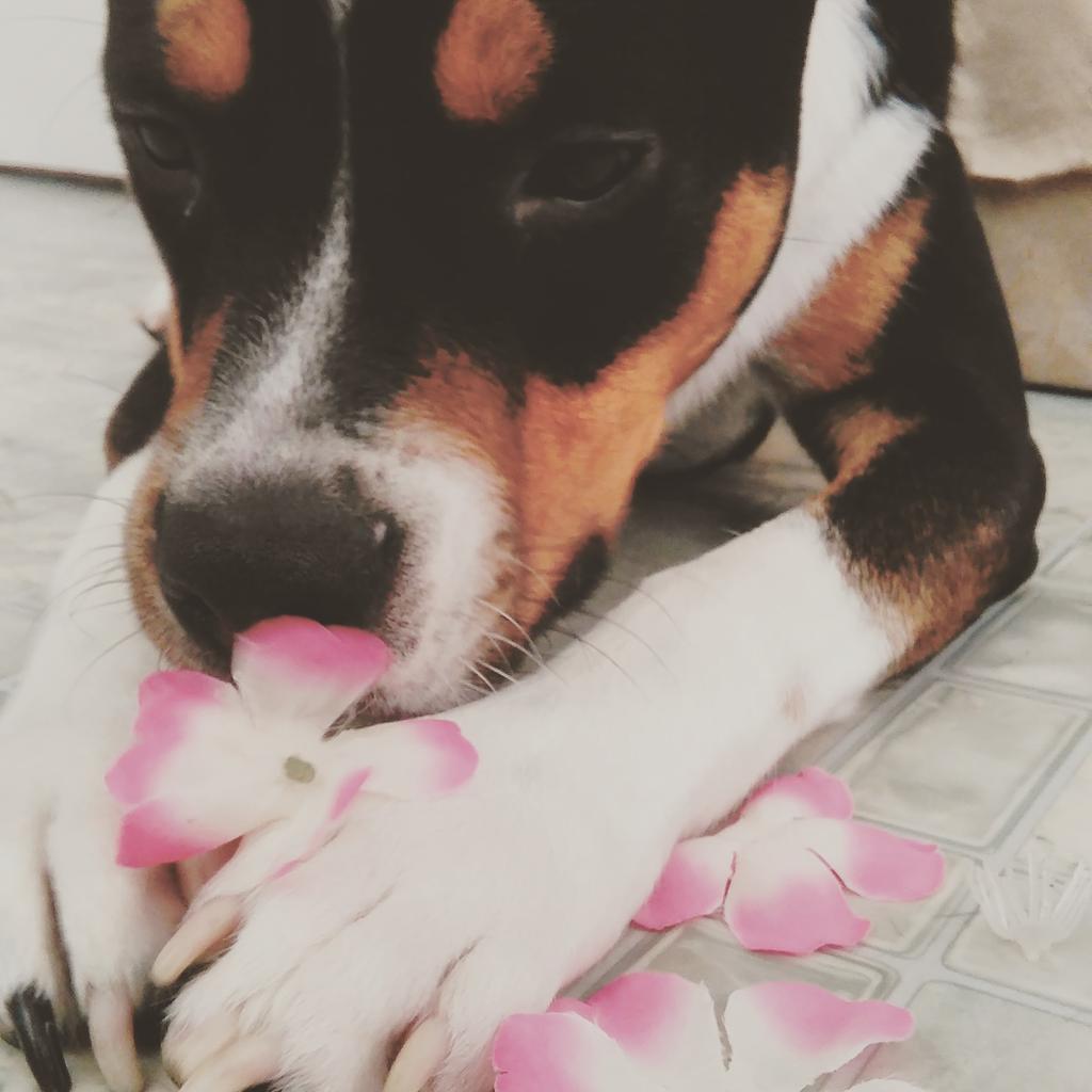 GecrewStea's tweet photo. Our little baby @RonnieGEcrew  #Bono #AdoptDontBuy #Love http://t.co/2CSLApbQyM