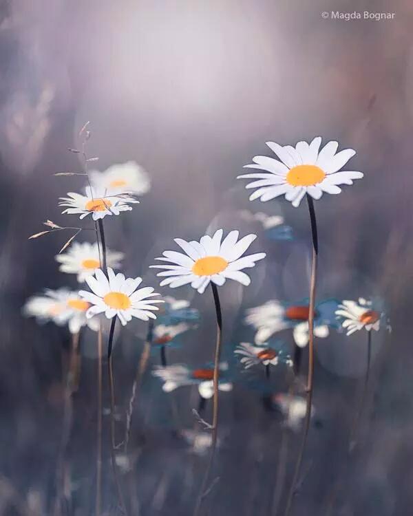 태어날때 우리는
천사의얼굴로 태어난다 

자라면서
살아가면서
모습들이 조금씩변해간다

웃는얼굴보다
인상쓰는 얼굴을하고 

너그러운 마음보다
화를잘내는 사람의얼굴은
일그러지기마련이다

얼굴은자신의 성품이만든다