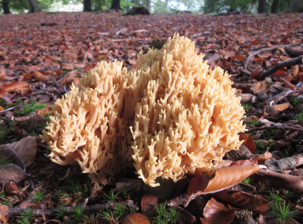 SCroxford's tweet photo. New blog post about our week of weird and wonderful fungi for #UKFD15 @ukfungusday http://t.co/TkbBvWSi3A http://t.co/N3nmLEaXlX