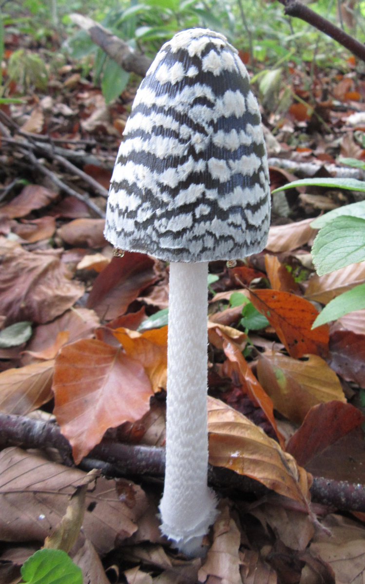 SCroxford's tweet photo. New blog post about our week of weird and wonderful fungi for #UKFD15 @ukfungusday http://t.co/TkbBvWSi3A http://t.co/N3nmLEaXlX