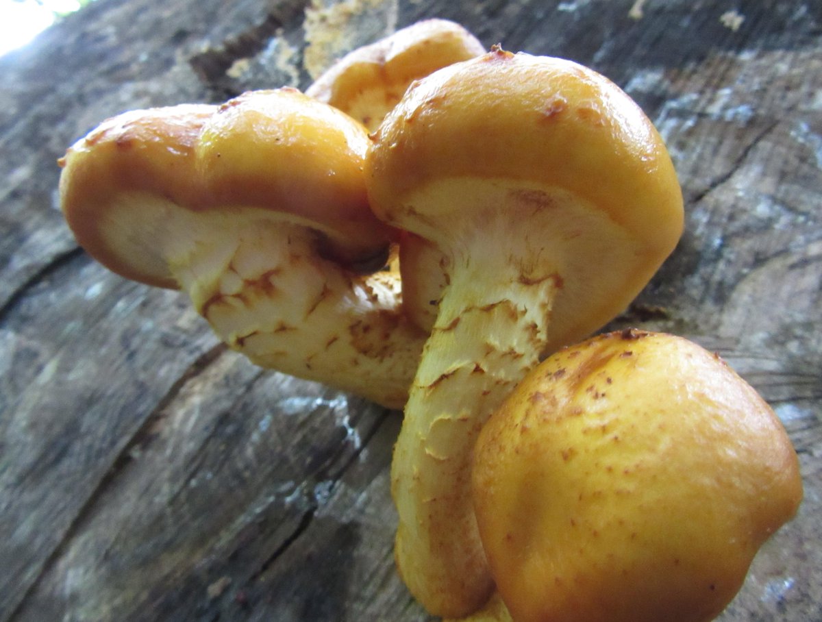 SCroxford's tweet photo. New blog post about our week of weird and wonderful fungi for #UKFD15 @ukfungusday http://t.co/TkbBvWSi3A http://t.co/N3nmLEaXlX