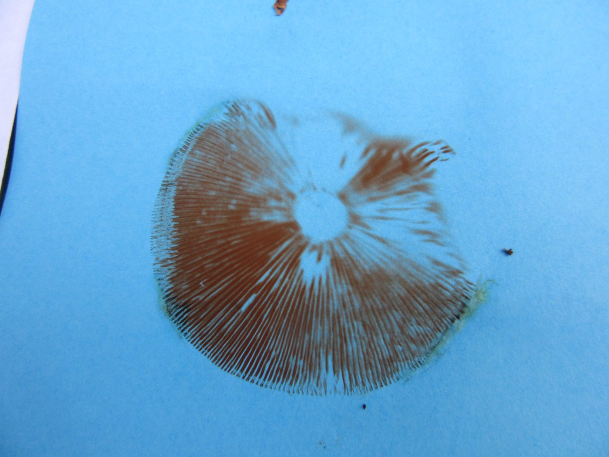 SCroxford's tweet photo. Writing with fungi, exploding puffballs and spore prints for #UKFD15 @ukfungusday http://t.co/TkbBvWSi3A http://t.co/z2jDxDafxC