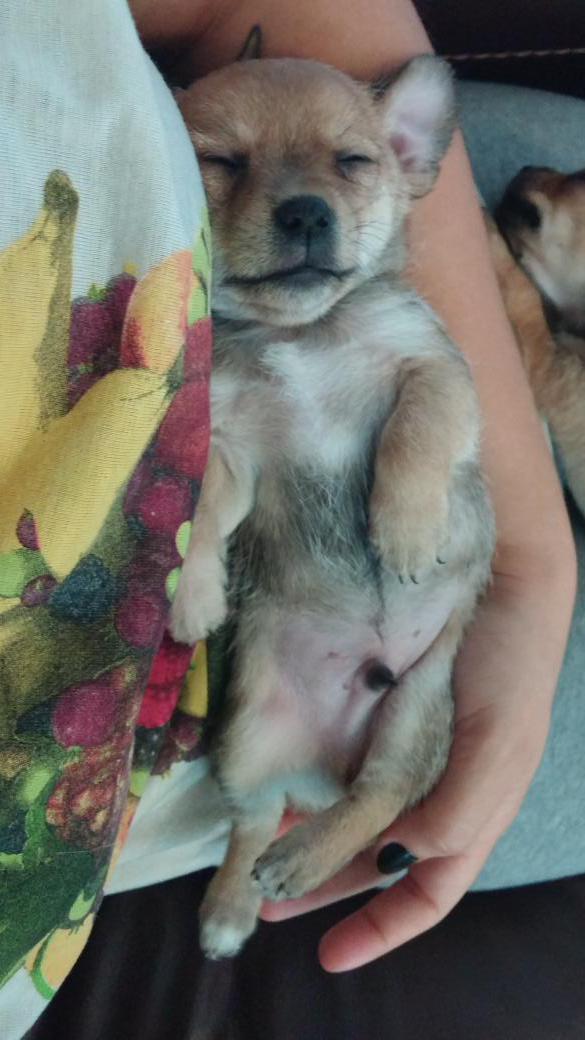 AshleyChatmanR's tweet photo. #puppylove #FirstTweet http://t.co/mY0iey6mlZ