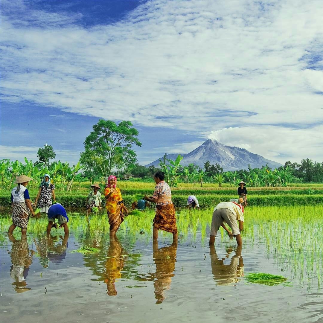 Suatu pagi di Dusun Minomartani, Petani sedang menanam bibit padi berlatarkan gagahnya Gn. Merapi. 📷: wikanyogi
