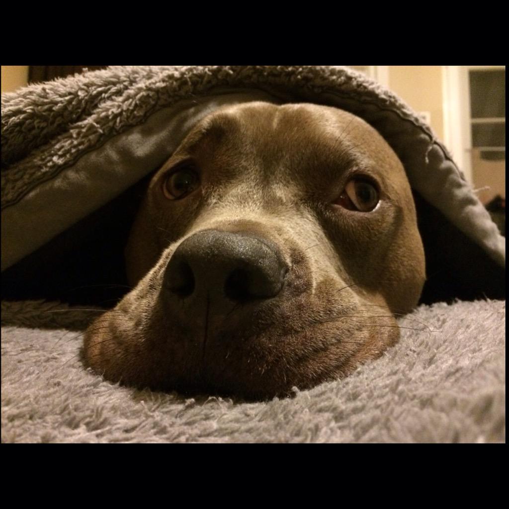 ApolloThePit's tweet image. #Bathtime #Afterglow #pitbulls #spaday #dogs #pits #bluenose #cutedog #doglife #doglover #adorable #dogsoftwitter