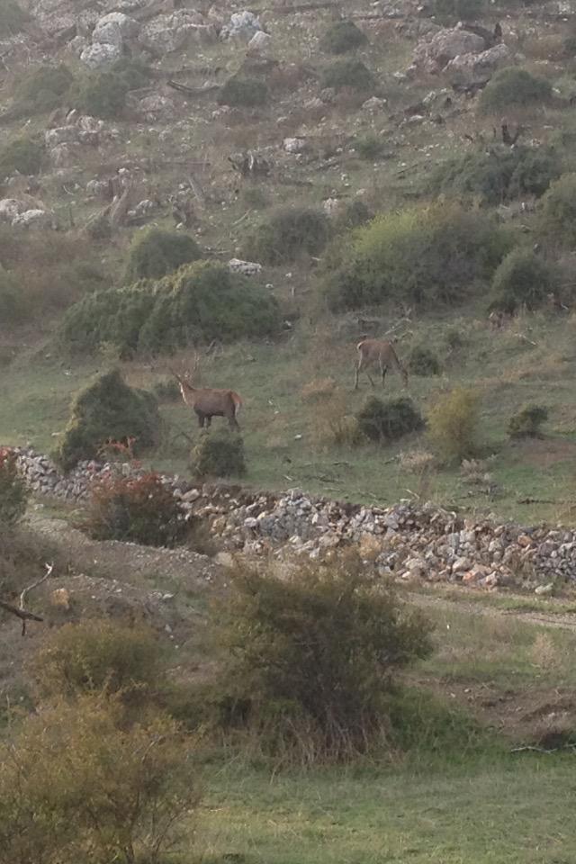 Zachars's tweet photo. Ελάφια στο Μπάφι #parnitha #mpafi http://t.co/S5dlyjMDzq