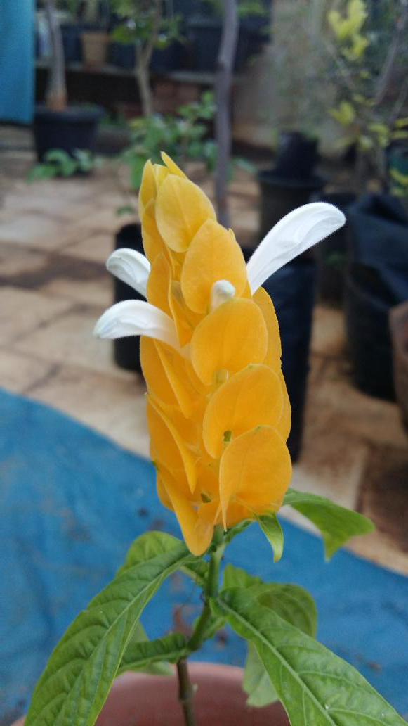 wintechrajesh's tweet image. Today blooms