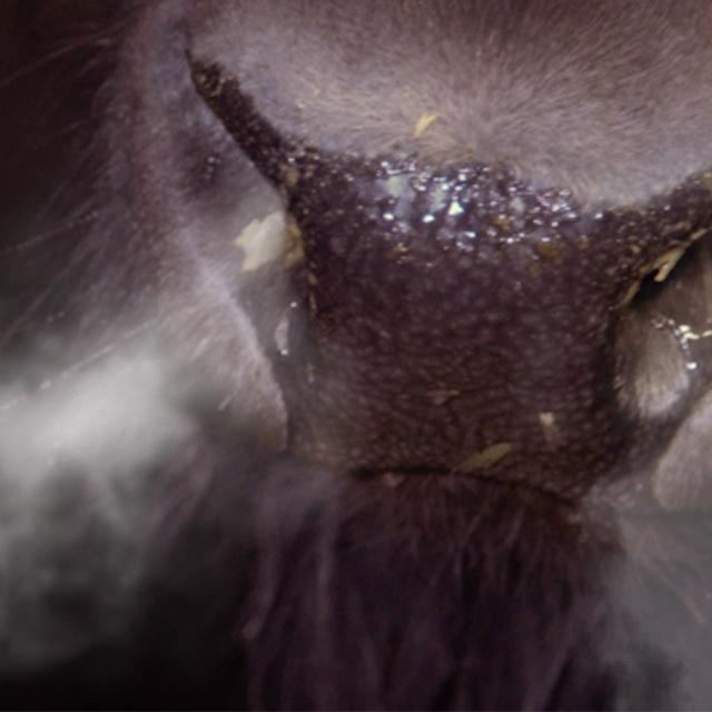 AMSOIL Arenacross tweet media