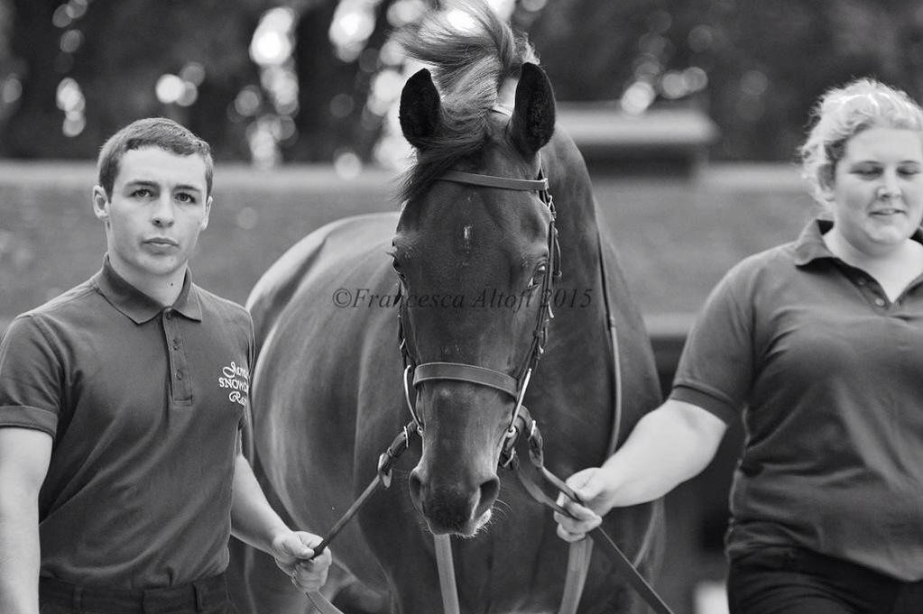 jamiesnowden's tweet image. Obviously disappointed #PresentView didn't win today but he was race rusty and done for toe over an inadequate trip.