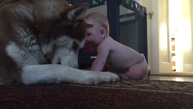 via_break's tweet image. Baby and dog show love for one another viabreak.com/baby-and-dog-s… #Priceless #Moments via @via_break