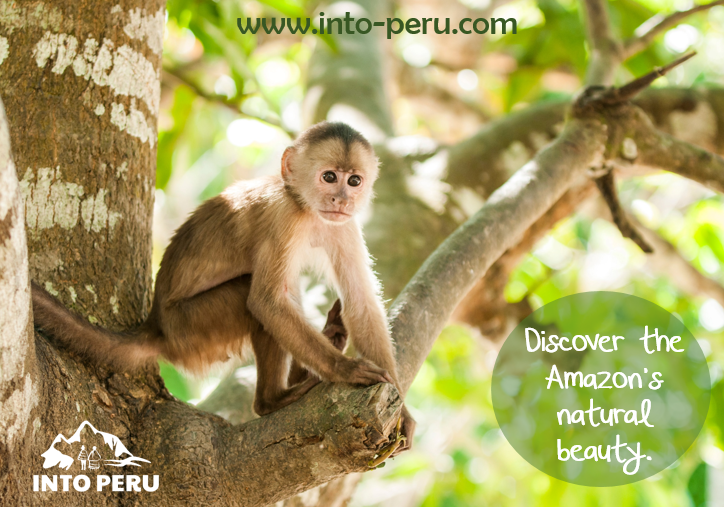 IntoPeru's tweet photo. Discover the Amazon's natural beauty. 
http://t.co/O2VbwQjdTa #Peru #Amazon #IntoPeru http://t.co/UKpSqbDtIp