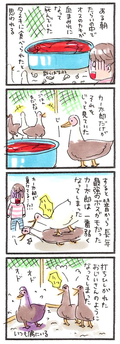 動物4コマ日記#33「カー太郎、負ける」#鳥 #4コマ 