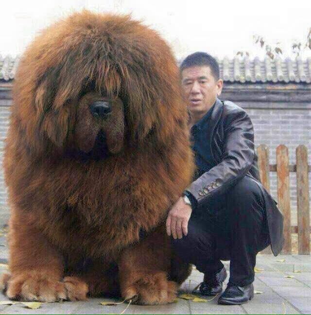ClaireLYoung's tweet image. I want this dog! Via @divadomrocks
