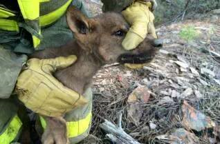 rogerperronegro's tweet photo. Latedo, un cachorro indefenso,sólo intentaba sobrevivir.#Apaleado @perezreverte @BrunaHusky.Su único pecado ser #lobo http://t.co/KtHKmAhr0O