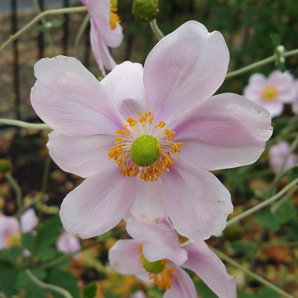 OSUFacilities's tweet photo. Great #pcappa campus tour @PortlandStateUn enjoyed the garden wall and beautiful grounds. @APPA_facilities http://t.co/QpwAsthJ9q