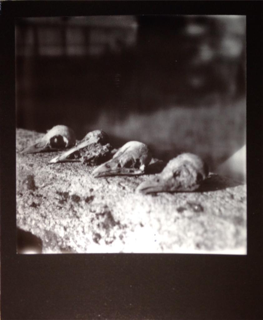 linda83ross's tweet photo. Unusually beautiful bird skulls discovered in dad's chimney, shot with @Impossible_HQ http://t.co/3pj1XhzUgY