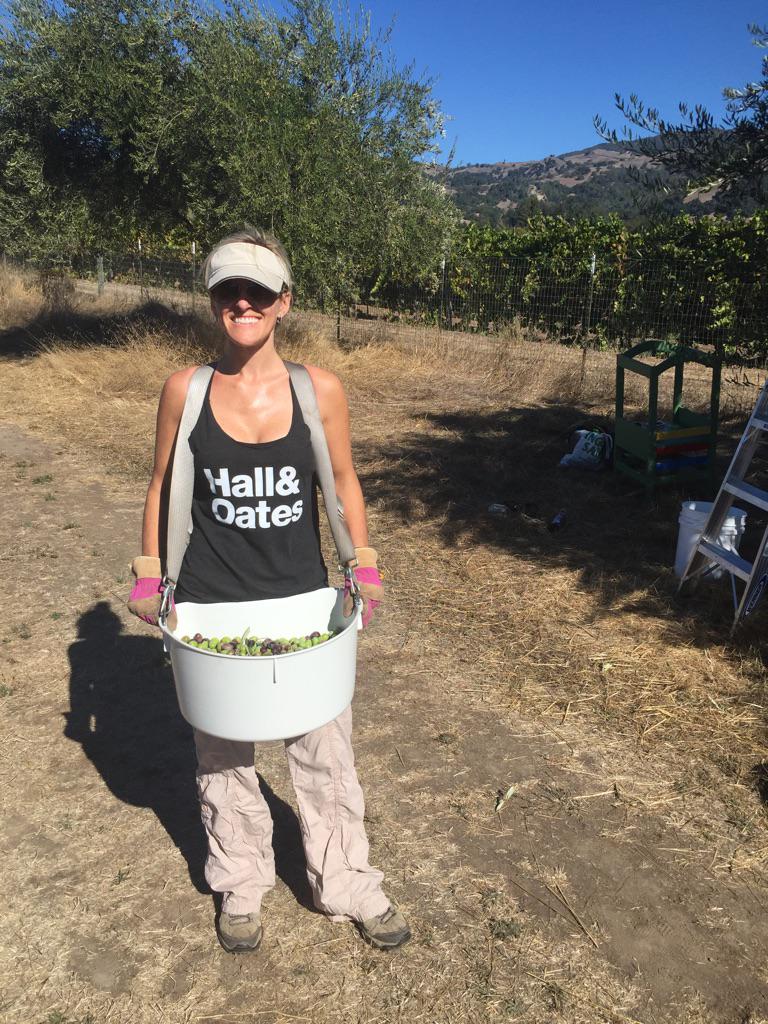 Happy birthday to Daryl Hall! Picking Alexander Valley olives in your honor.  