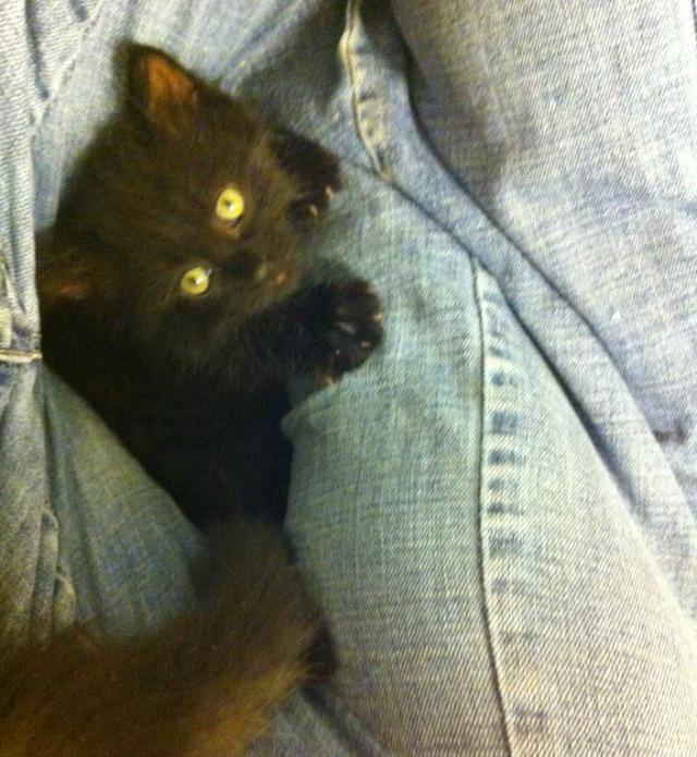 SoAnywaySoPod's tweet photo. Moments like these make becoming a #crazycatlady appealing! #mustresist #fosterkittens #reallove http://t.co/3RH6AOpyda