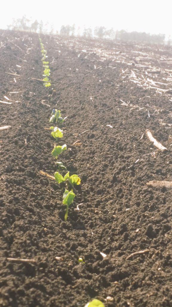 grainsandfibre's tweet photo. Starting to kick along with some heat now. Looks like good emergence for cotton under early plant#cotton15 #wheat15 http://t.co/GUkTxT7RoJ