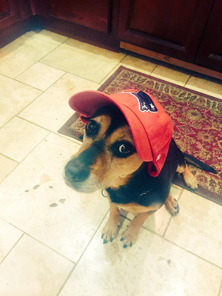 TheOnlyIzzie's tweet photo. #LetsGoPats #smartbeagle http://t.co/mGjOa7AH7b