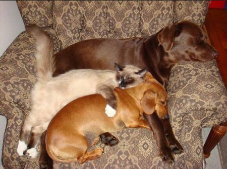 intelliBED's tweet photo. "Favorite" if this is the cutest animal pic you've seen all day!
#intelliBED #SleepPics http://t.co/tmtTMivlf0