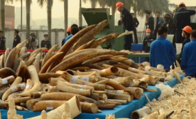 dtdchange's tweet photo. Tanzania Arrests East Africa's Most Wanted Ivory Trafficker
http://t.co/sWisTG3S26 #WildlifeCrime http://t.co/QXX0nj8YFD