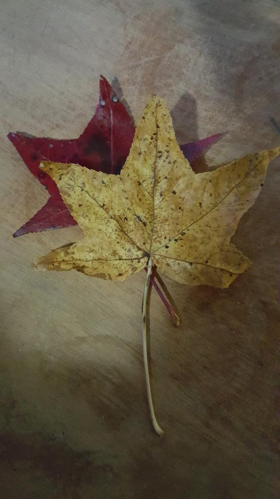 FallupArt's tweet photo. @rbethridge @bARTenderPix @stephanostudios #autumn #leaves #FallColors http://t.co/ooHzf9FPXM