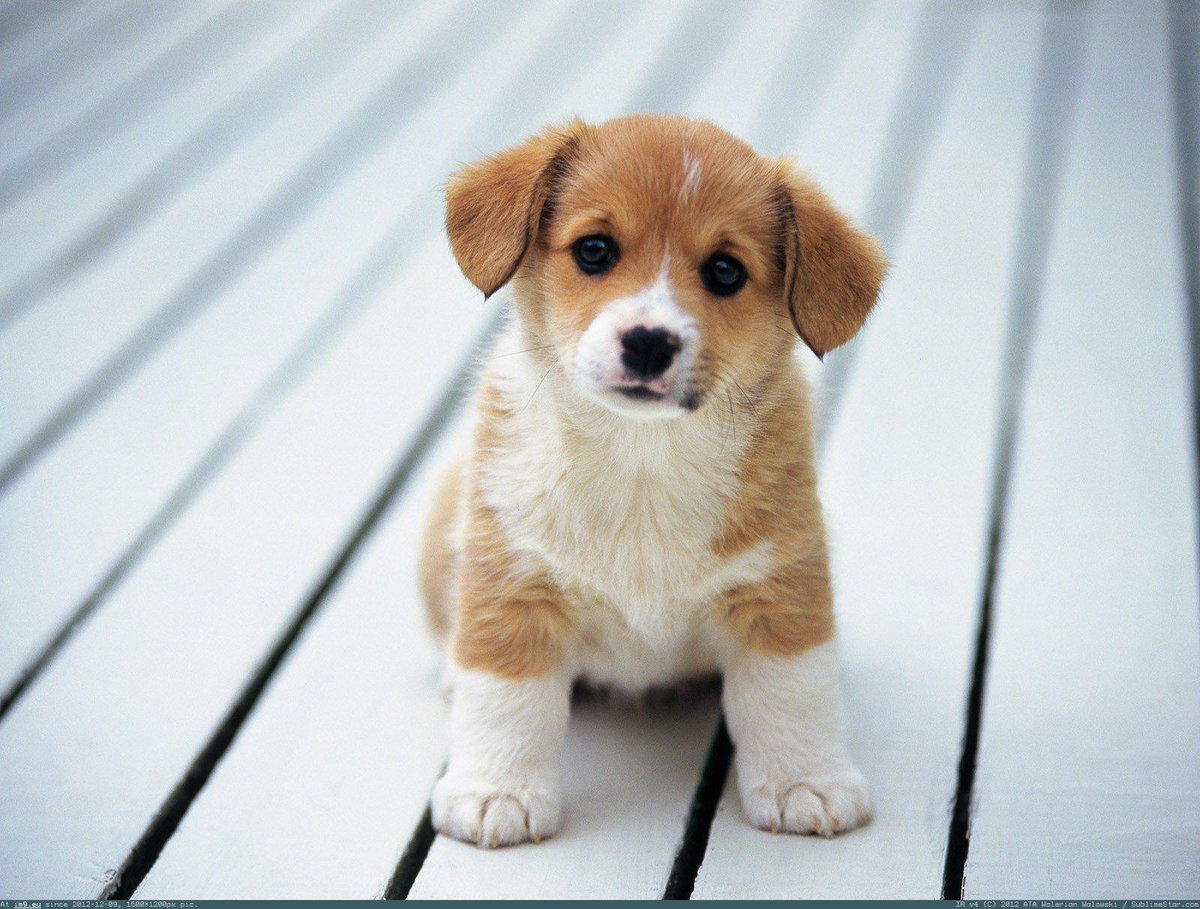 Elektroschnitzl's tweet photo. ffYo @MrL1ama, you better buy a puppy for the Missus http://t.co/kEbe9f7F30