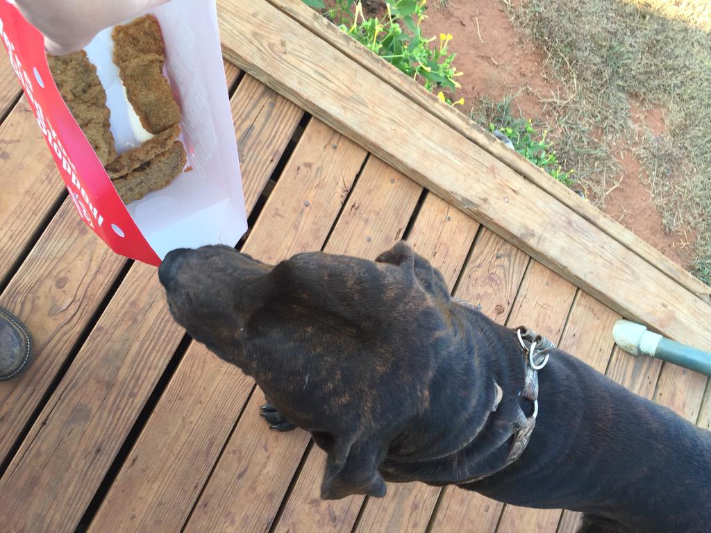 countrygrl3690's tweet photo. Remington loves his treats from DQ especially when it's steak fingers http://t.co/eeCS1ci7KU