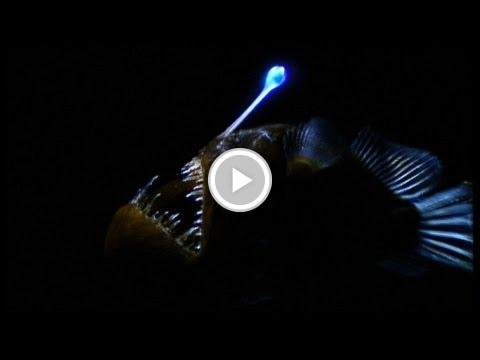 Ocean_Life_'s tweet photo. World's Weirdest - Weird Killer of the Deep http://t.co/Yh3tdSCepb #staged http://t.co/rNK7dhm9ce