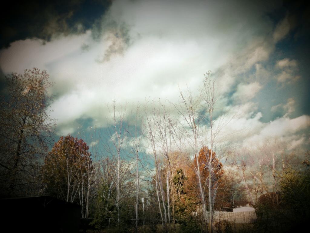 FallupArt's tweet photo. @FallupArt @bARTenderPix @stephanostudios #autumn #FallColors #trees http://t.co/UbNA8RKTeC