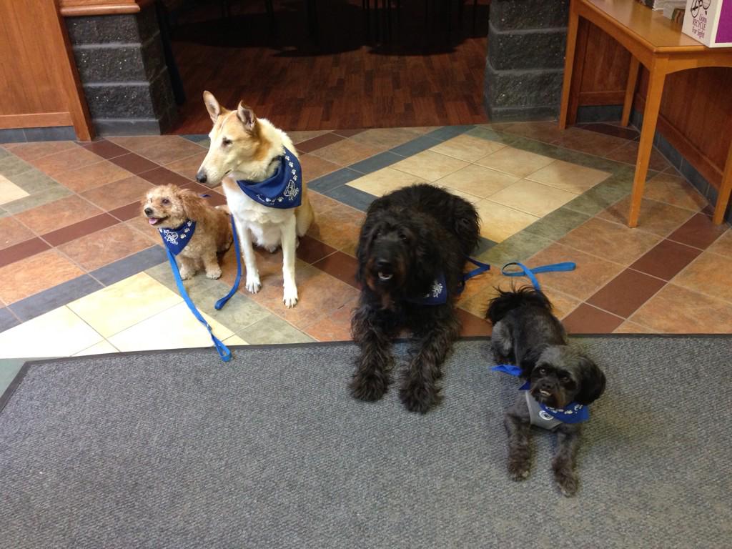 KonaDawg's tweet photo. Thankful for all the animals who have volunteered in the last 30 years for @PALSCalgary #petshelpingpeople http://t.co/XhxkPzpmvP