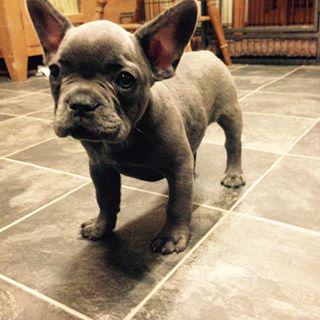 Frenchie_Cute's tweet photo. My new addition ❤️#frenchbulldog #frenchie #bluefenchie #puppy #cutepuppy http://t.co/S8svdWusyz http://t.co/dtq7jzYmNn