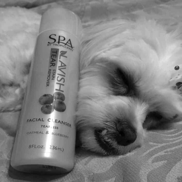 AnaisMarieAF's tweet photo. @tropiclean hopefully this work my my severe tear stains! Mommy is trying everything! #help #tearstains #dontlikeem http://t.co/mAwlnFB2z2