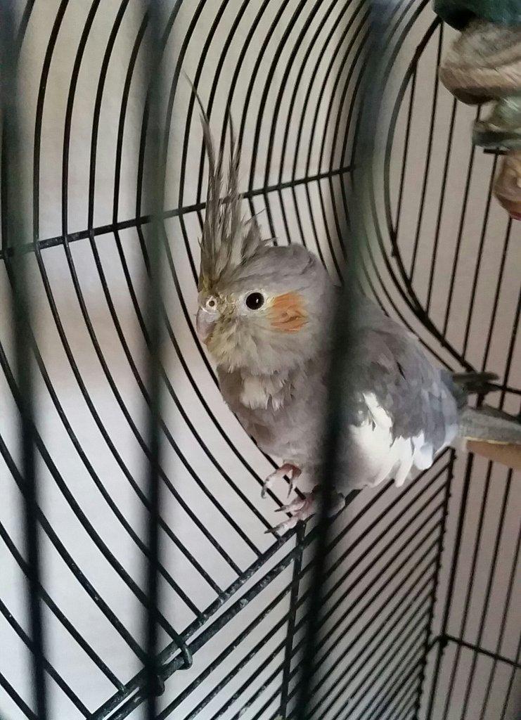 Hazel tweet media