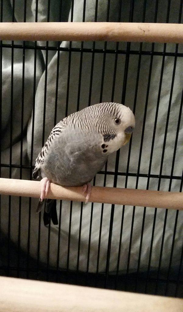 Hazel tweet media