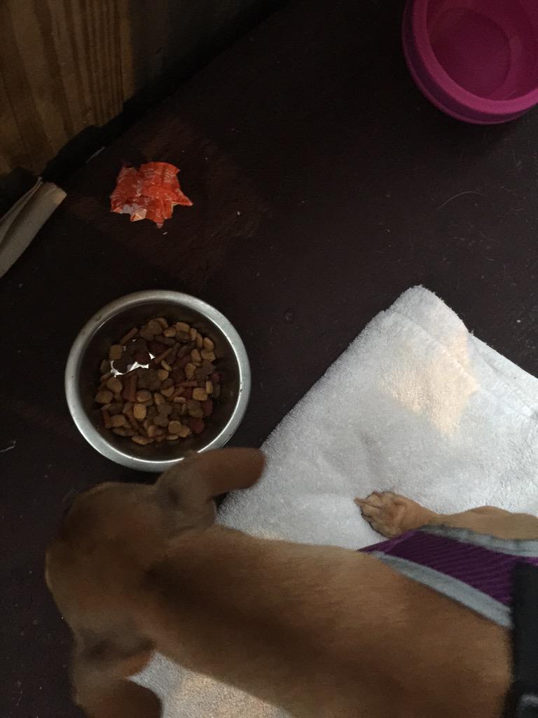 2winboys's tweet photo. we're at @cruisersgrill and I get DOG FOOD?? Really mom?? http://t.co/MsWfp6HNC7