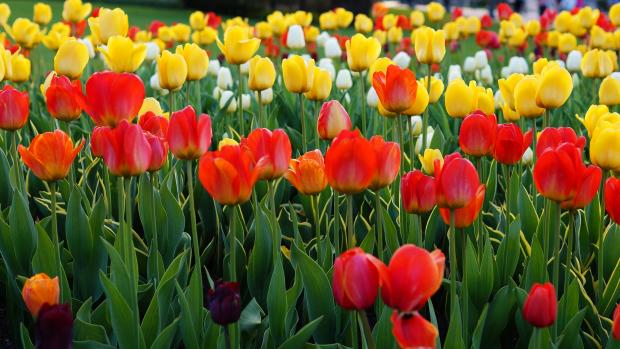 CBCNews's tweet photo. 100,000 P.E.I. tulips will honour anniversary of end of WWII across Canada http://t.co/hzd1xyYjeQ http://t.co/96tMYTf2nk