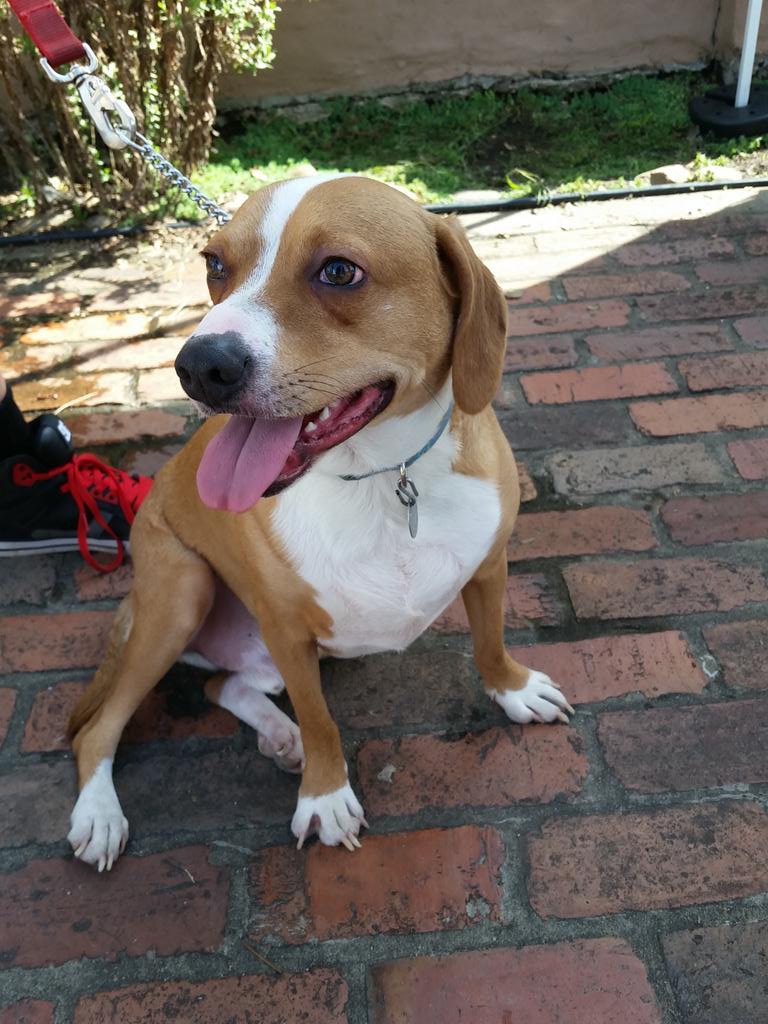 bootyhomemaker's tweet image. @redroverps # oktoberfest #pupparade