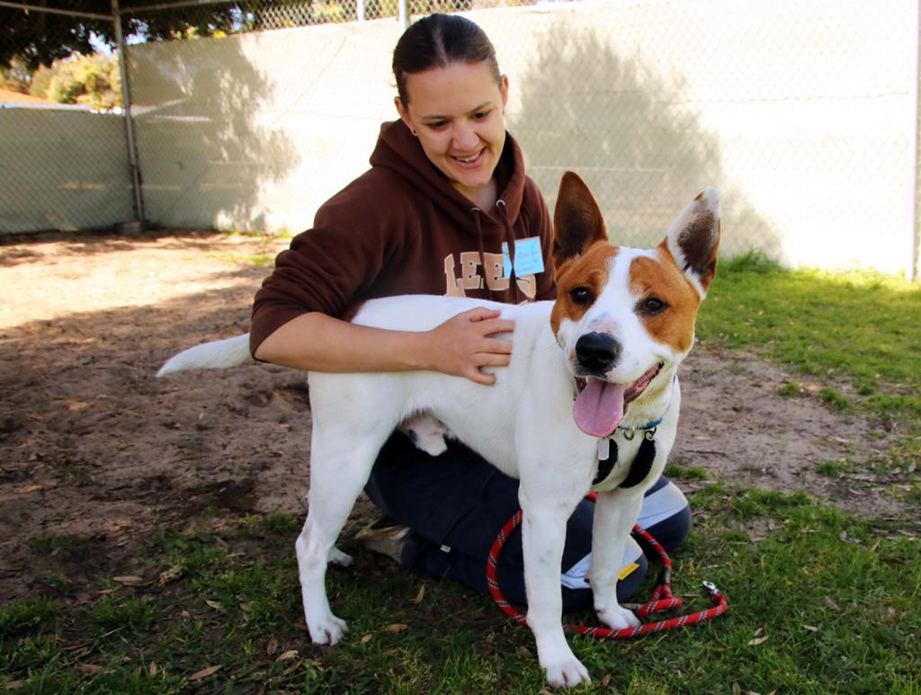 DogsRefugeHome's tweet image. Tango LOVES sunbathing and will happily lie on his bed the whole day after his walk.#adoptme #dogsofperth @tweetperth