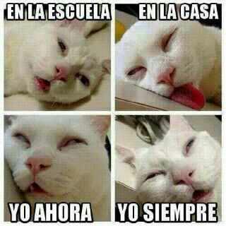 Javy_SanchezJS's tweet image. 