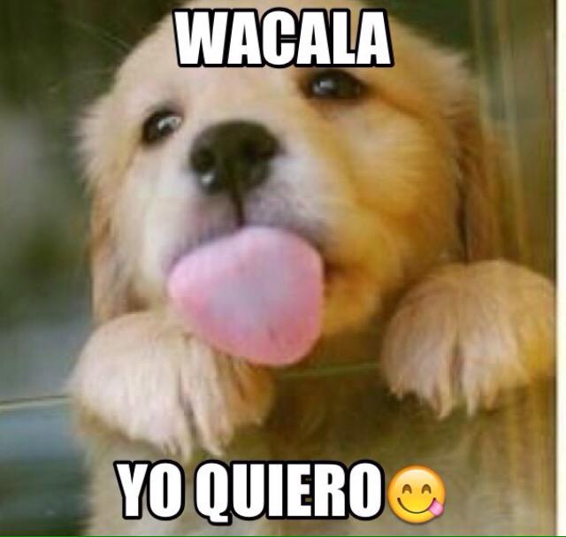 javostuard's tweet photo. a mi marlene puede aventarme el madallon crudo, y sin bronca me lo chingo @LaComadree #MasterCheffMx #MadreFlorTeam http://t.co/VFBkzJyz6X