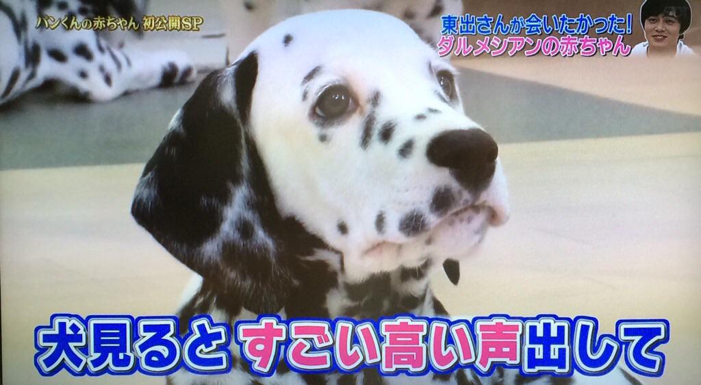 H A H Dalmatians ダルメシアンの子犬の飼い主さんを募集しています 志村どうぶつ園で 俳優の東出昌大さんと共演したスペシャルな子です Http T Co Spnytuxvgn ダルメシアン 子犬 飼い主募集 東出昌大 志村どうぶつ園 Http T Co Iucs75vipa H A H Dalmatians ダルメシアンの子犬の飼い主さんを募集しています 志村どうぶつ園で 俳優の東出昌大さんと共演したスペシャルな子です Http T Co Spnytuxvgn ダルメシアン 子犬 飼い主募集 東出昌大 志村どうぶつ園 Http T Co Iucs75vipa