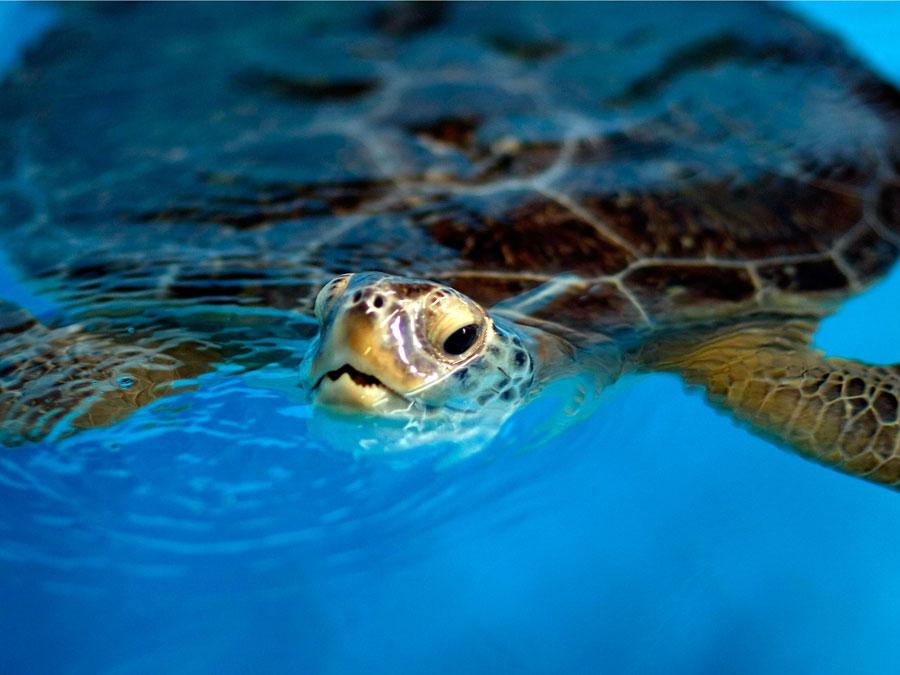 WPTV's tweet image. Record number of green sea turtle nests across #Florida bit.ly/1Zufc78