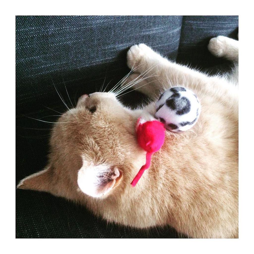 Chatchatcatcat's tweet photo. Mooomm it's monday morning .. I don't wanna play 💤🐀 👑#instalientje #igbest_cats #bestmeow #catelements #excellent_c… http://t.co/RG0x8A7Tna