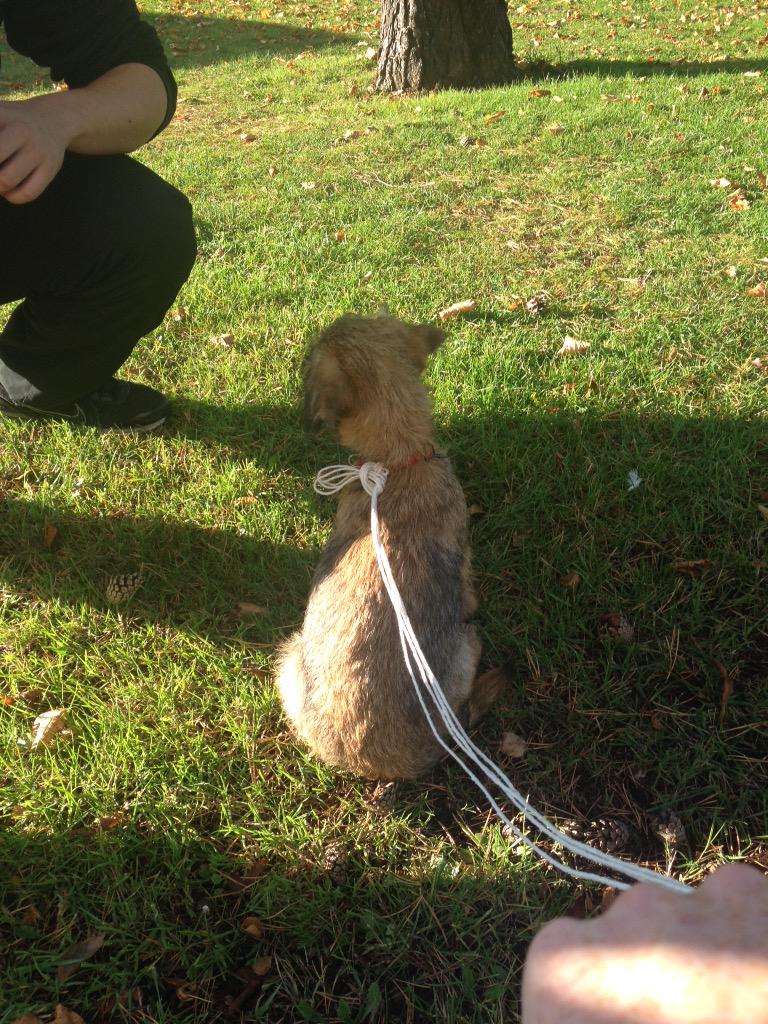 LisaRoseStead's tweet image. If anyone in #Exeter is missing a #puppy we just found this little guy on Prince of Wales Rd- with dog warden now