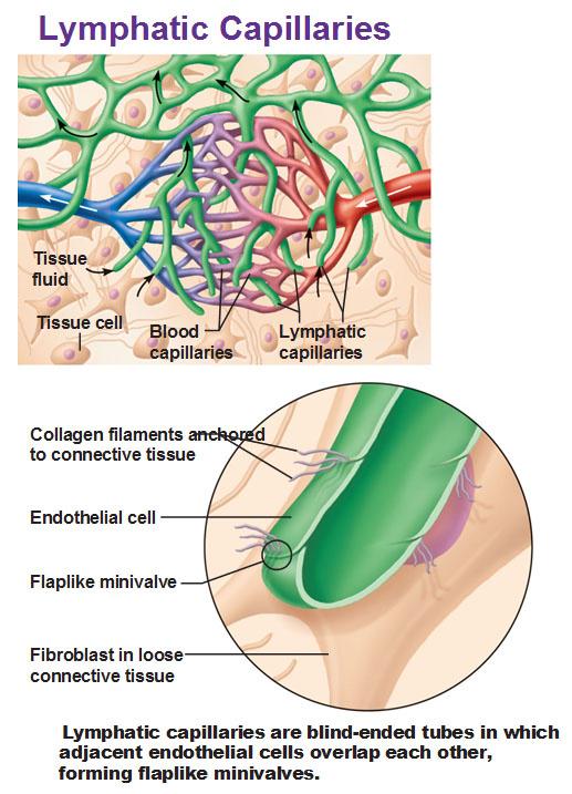 path435's tweet photo. lymphatic vessels system , anatomy http://t.co/2XQ5ogUiPA