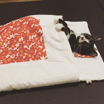フェリシモ猫布団 本気で寝かせたいなら試してほしい3つの方法 もふ部