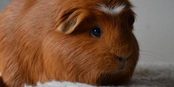 Stichting Flappus tweet media