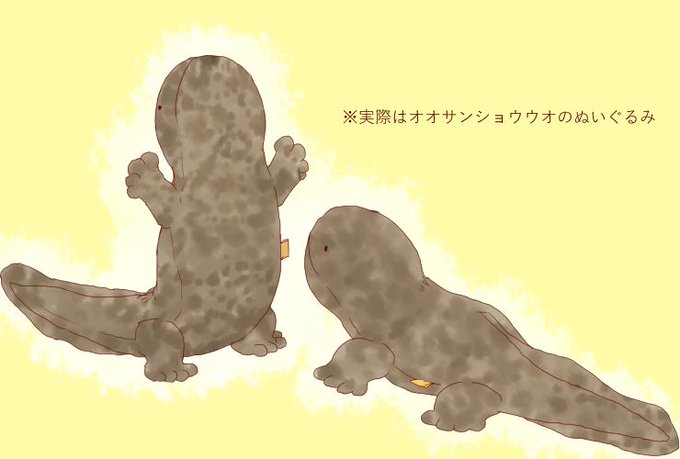 かわいい動物画像 新鮮なサンショウウオ イラスト